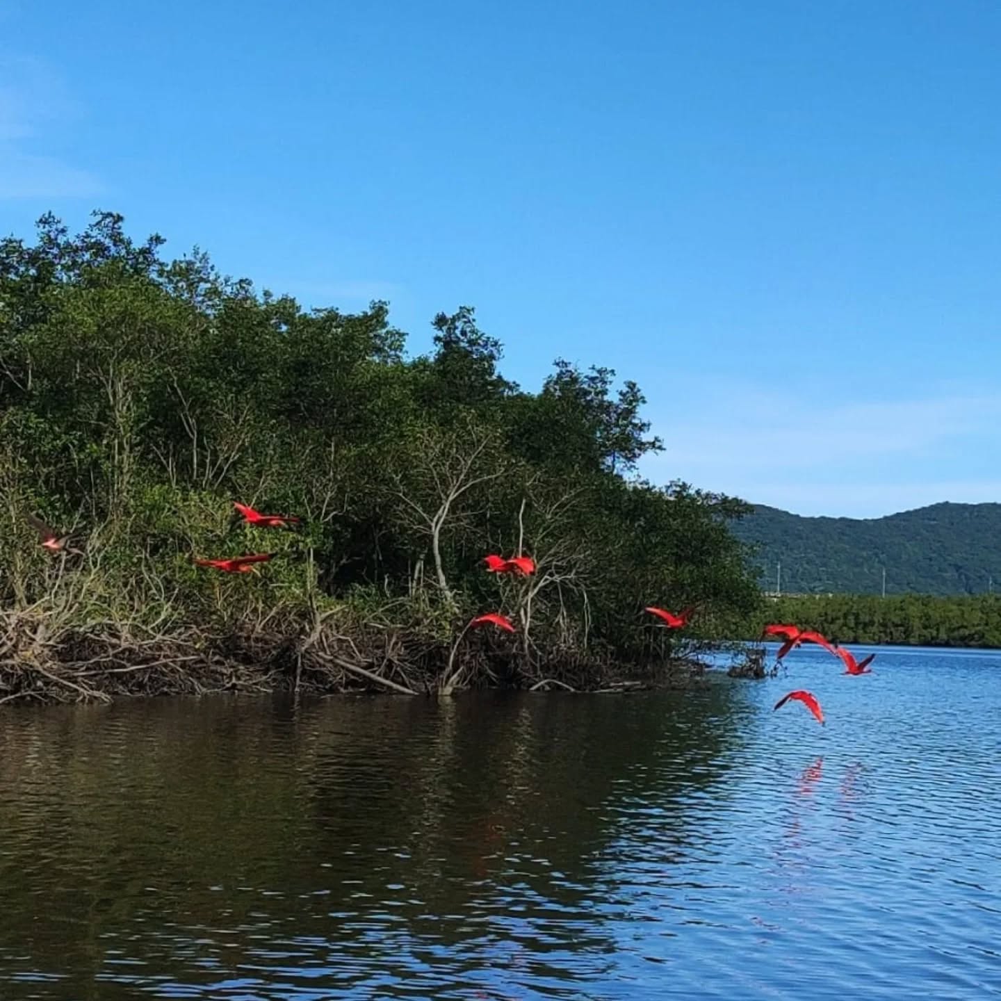 Guará_Jaguareguava.jpg
